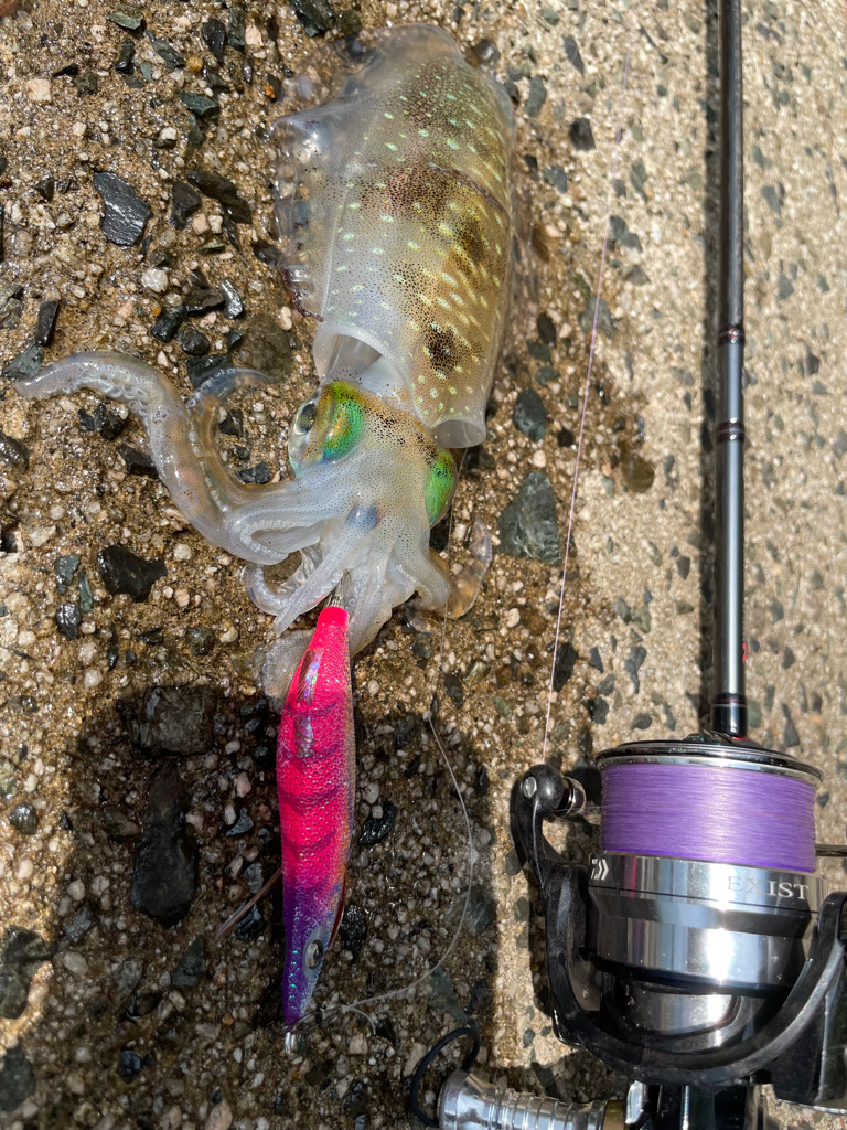 真夏?のディエギング