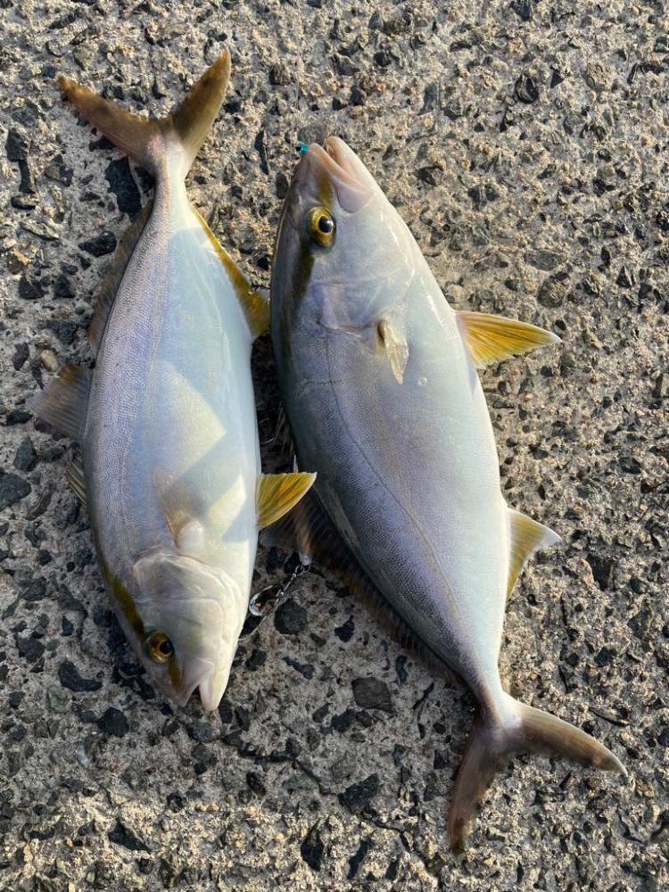 小型青物回遊中!