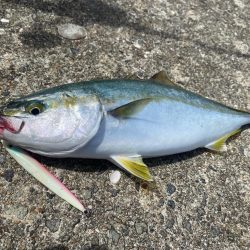 ツバス2本ゲット！ブリクラスバラし…