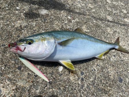 ツバス2本ゲット！ブリクラスバラし…