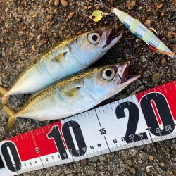 シマウマ坊主初出勤　坊主の巣窟　坊主ジグ