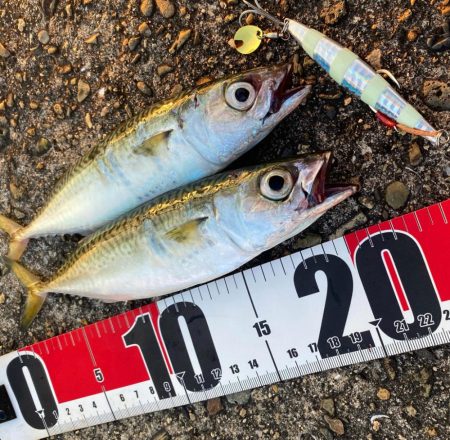 シマウマ坊主初出勤　坊主の巣窟　坊主ジグ