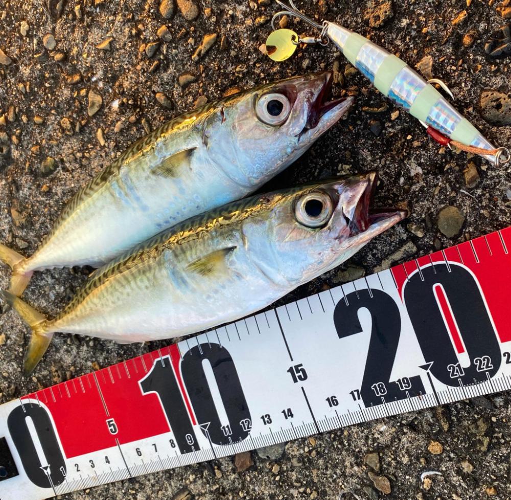 シマウマ坊主初出勤　坊主の巣窟　坊主ジグ