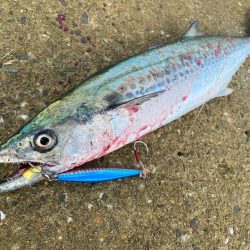 坊主の青春　初釣果　坊主ジグ