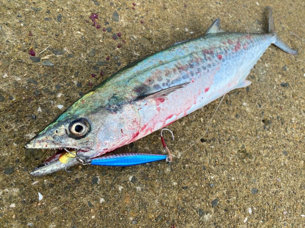 坊主の青春　初釣果　坊主ジグ