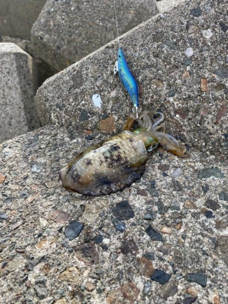 同行者と竹野エギング