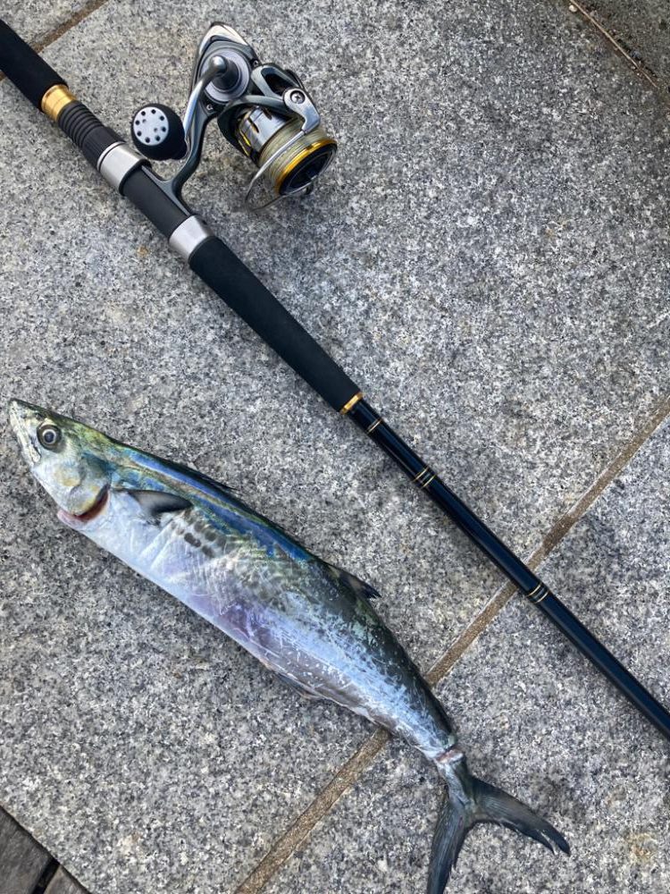 ⭐️やっとこサゴシ