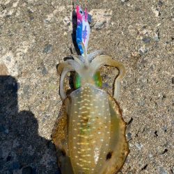 今日は相方とチェックチェック