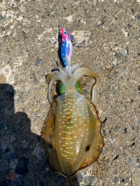 今日は相方とチェックチェック