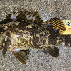 カサゴがこのサイズやったら良かったのに〜