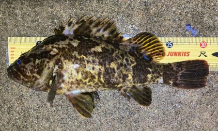 カサゴがこのサイズやったら良かったのに〜