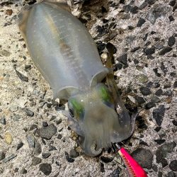 見て見て！意外と釣れました！