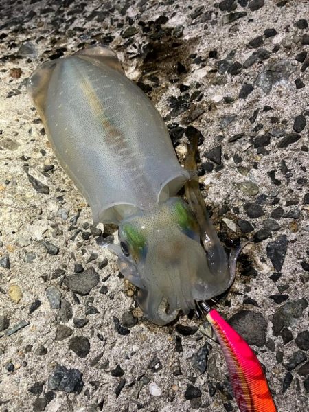 見て見て！意外と釣れました！