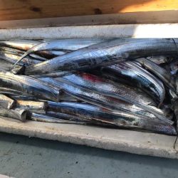 アカマツのタチウオ