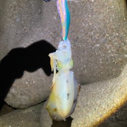 アオリイカ 成長してます(^^)