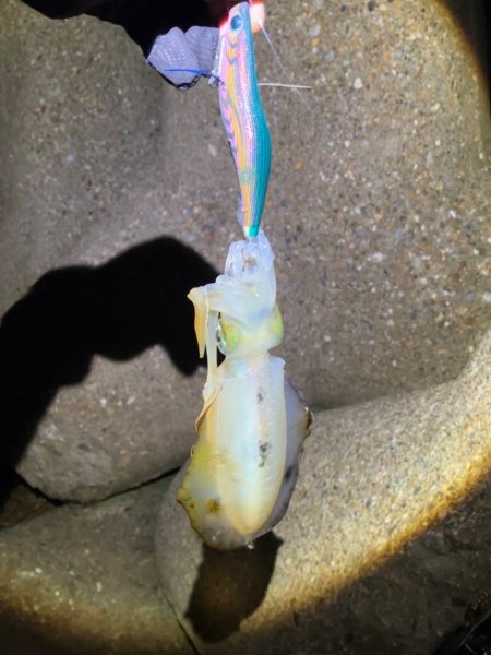 アオリイカ 成長してます(^^)