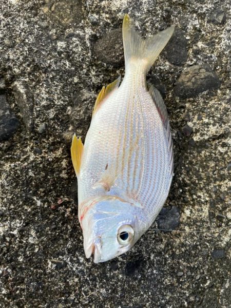 仲間と五目釣り