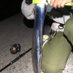 やっと個人的開幕タチウオ ！