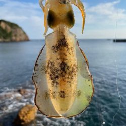 土日の新子調査