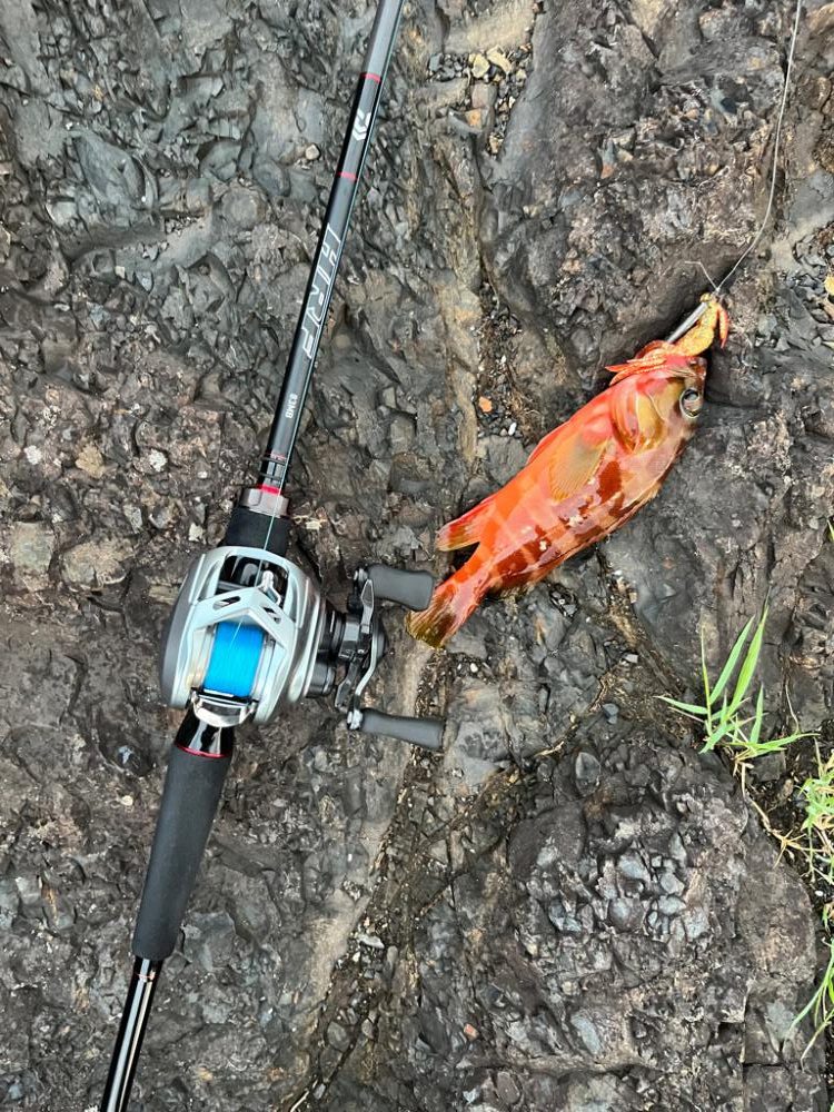 尾鷲根魚&ライトショア