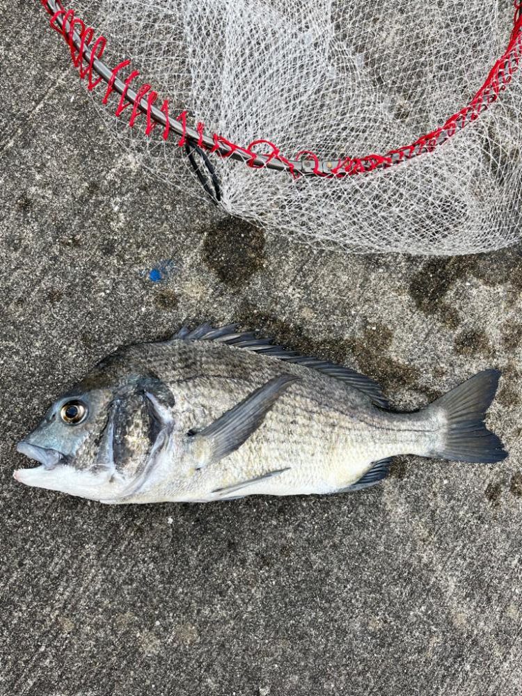 満潮まえの上潮で爆釣!