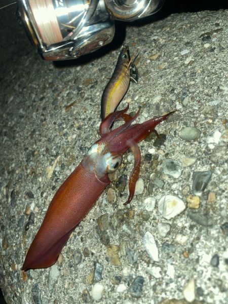 爆風の中のエギング