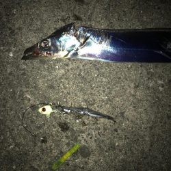 シーズン初タチ