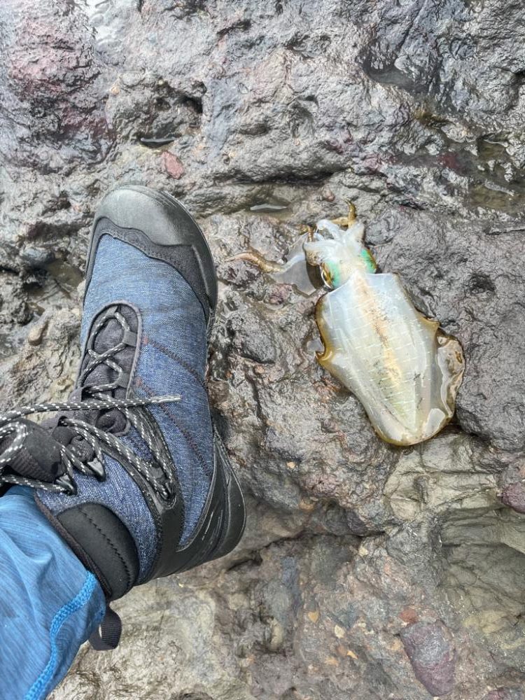 久しぶりエギング