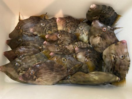 ちょい投げシロギスタの離島でカワハギDAY…