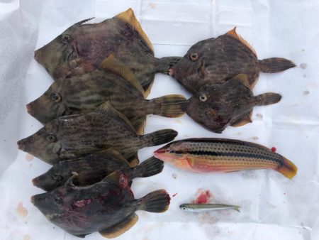 初カワハギ釣り