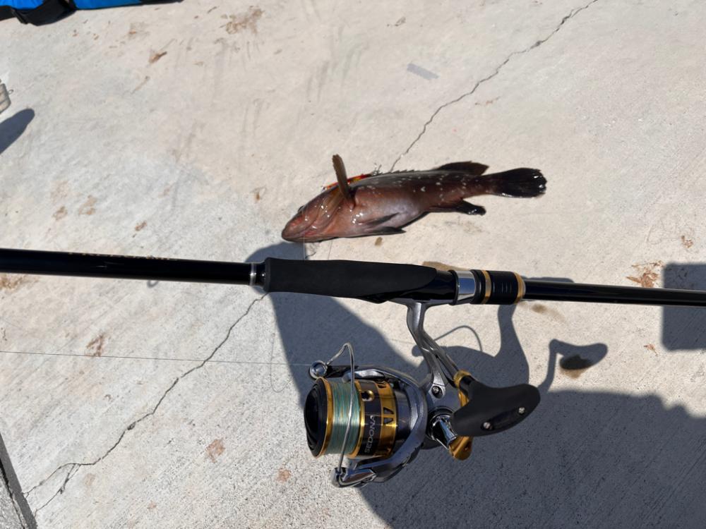日中で渋いがようやく