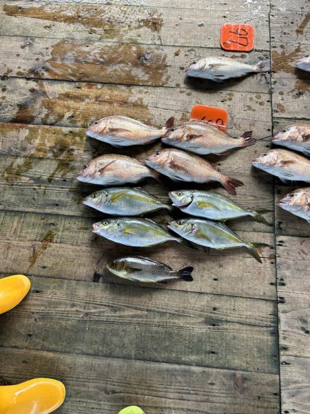 あなたに逢い鯛釣り堀