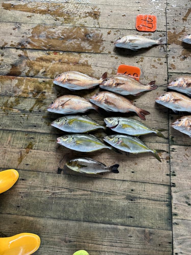 あなたに逢い鯛釣り堀