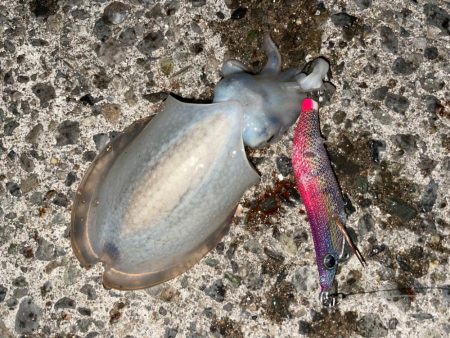 アジングエギング