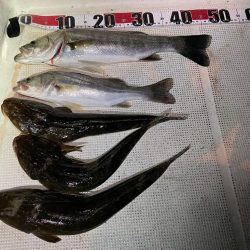 ボートマゴチ＆シーバス