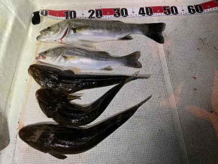 ボートマゴチ＆シーバス