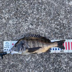 チヌ43センチ他にボラなど