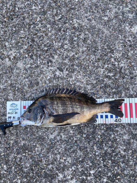 チヌ43センチ他にボラなど