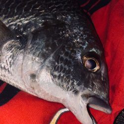 ヘチってきました