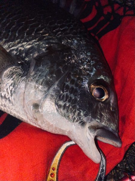 ヘチってきました