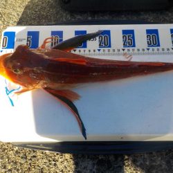 アマラバ第2 戦〜アルカディアⅡ〜