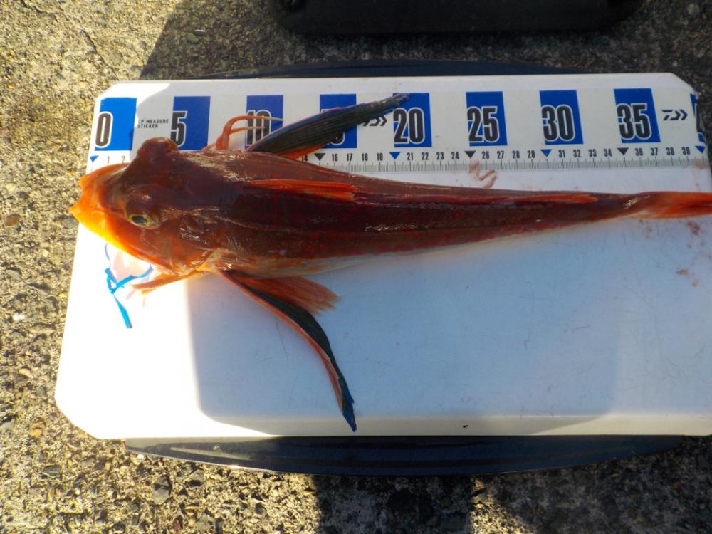 アマラバ第2 戦〜アルカディアⅡ〜