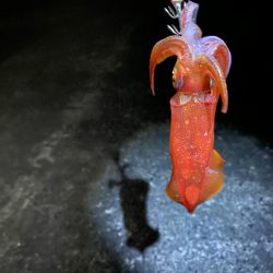 大阪でエギング