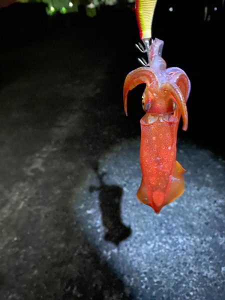 大阪でエギング