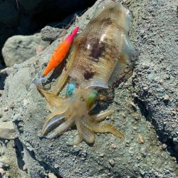 今日もイカチェック！