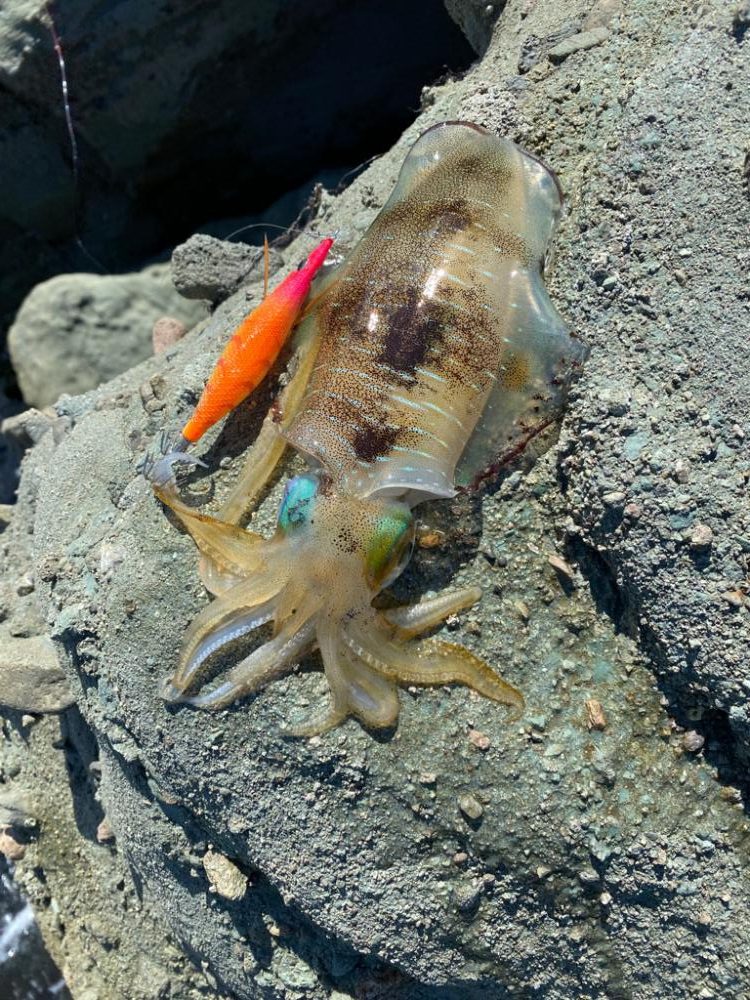 今日もイカチェック!