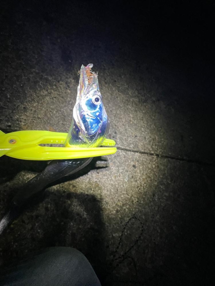 早朝太刀魚釣り