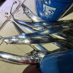 夕方からの釣り