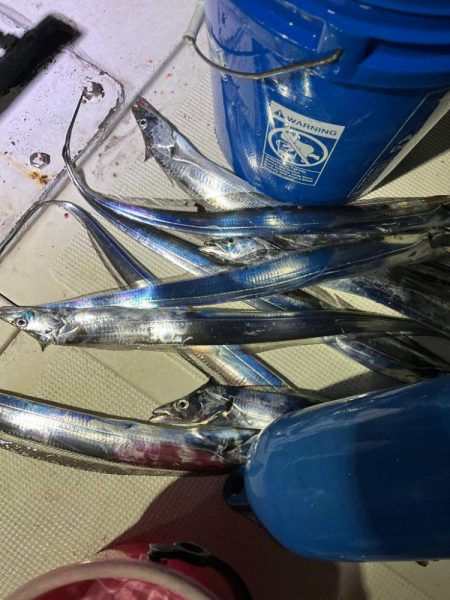 夕方からの釣り