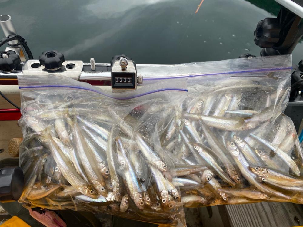 ワカサギ検体採取